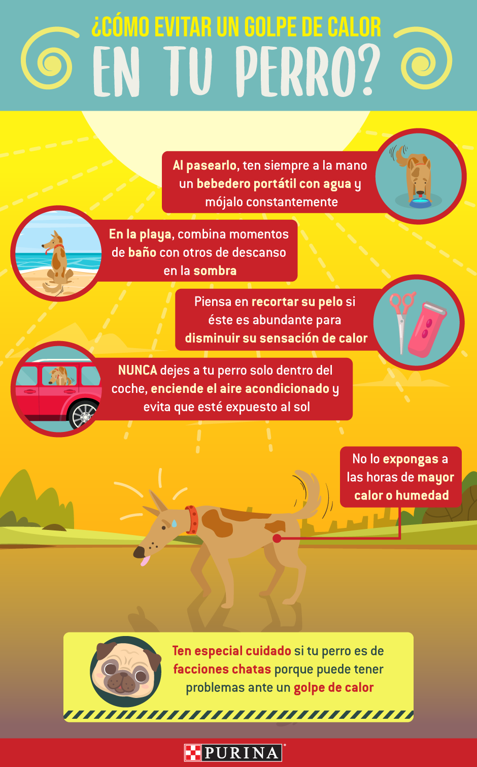 Purina-como-evitar un golpe de calor en tu perro
