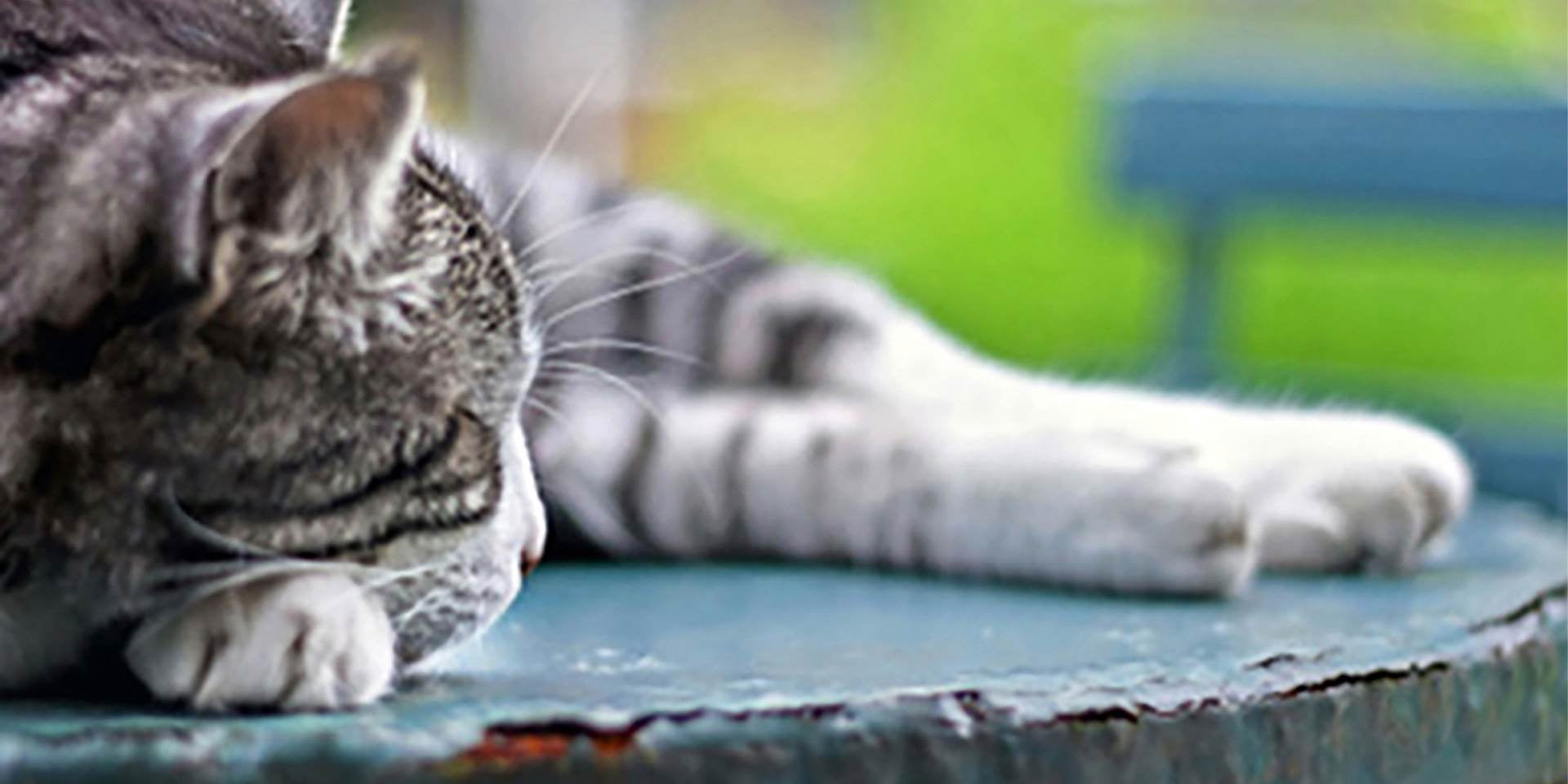 Un gato criollo duerme sobre una mesa.