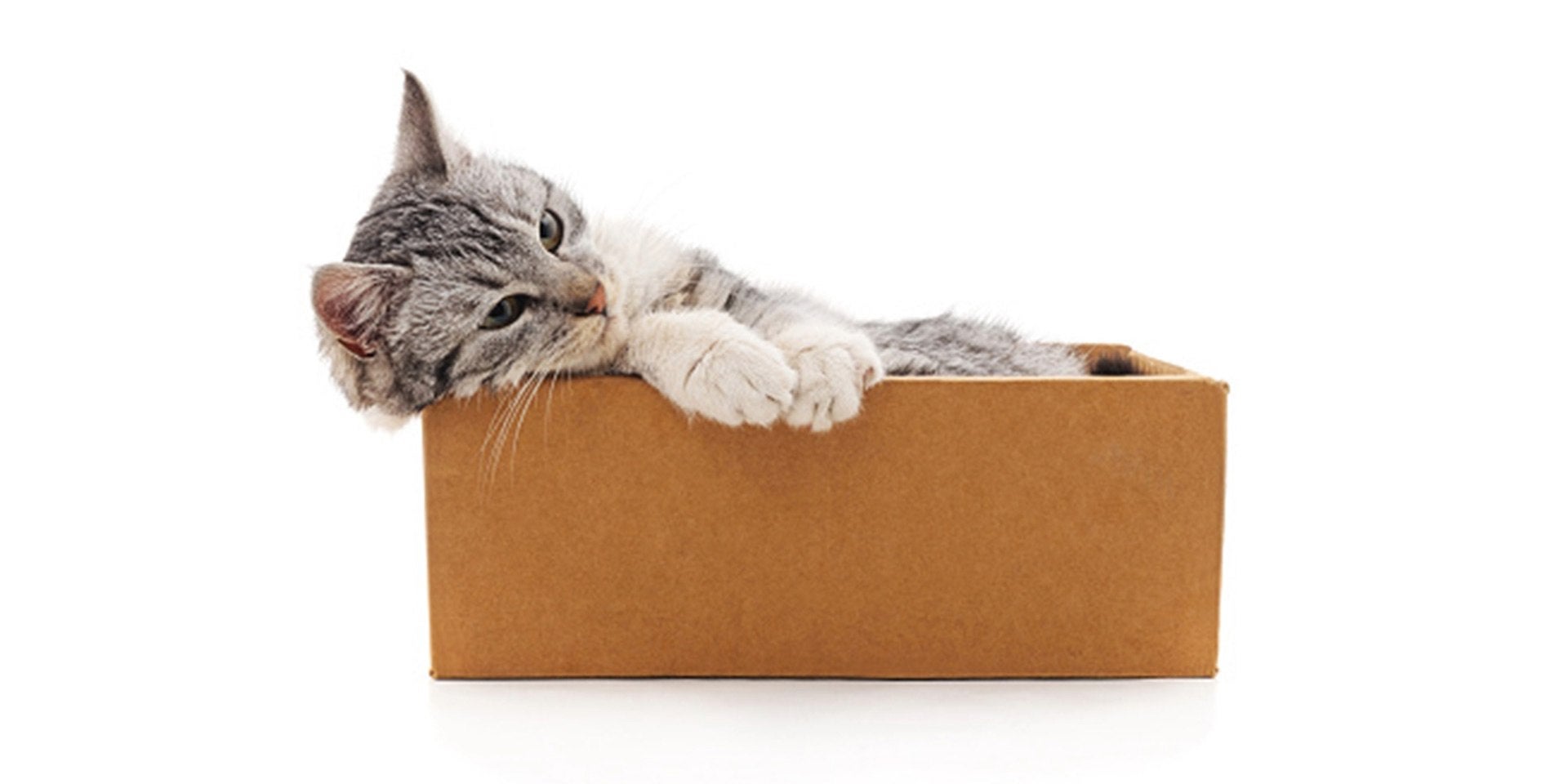  Gato triste de pelaje atigrado en el interior de una caja.