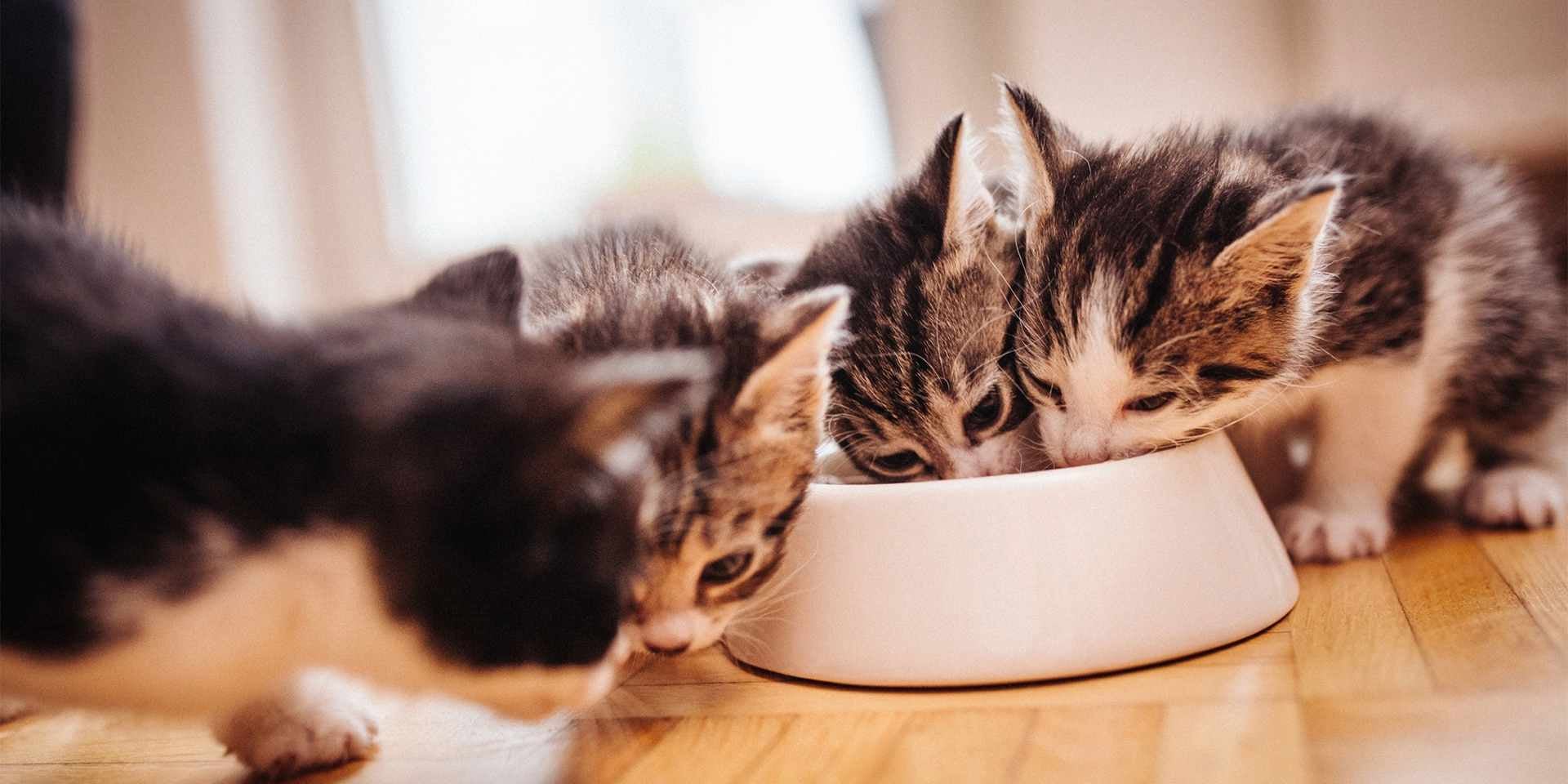 Grupo de gatos recién nacidos alimentándose tras el destete.