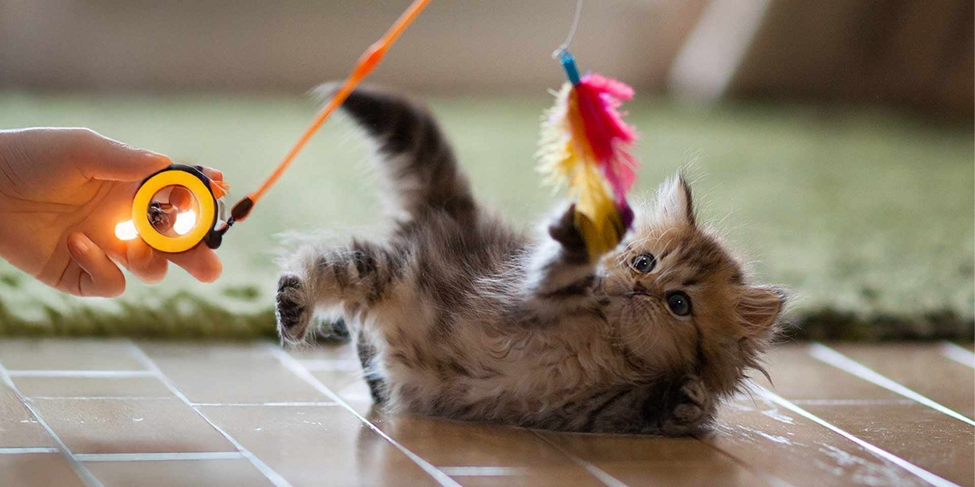 Tras algunas semanas, los gatos recién nacidos empezarán a jugar y explorar. Michi juguetón con una pluma.