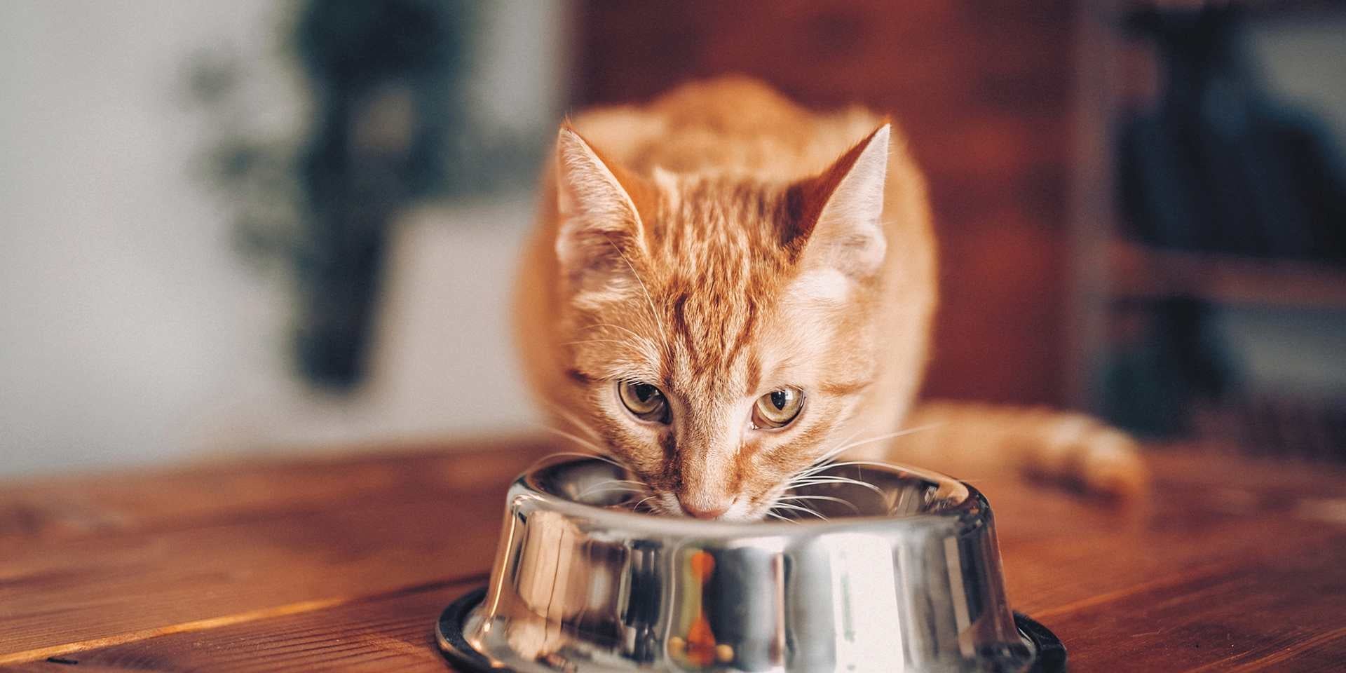 Los gatos pueden comer melón, pero es mejor si sigues las recomendaciones. Michi naranja comiendo.