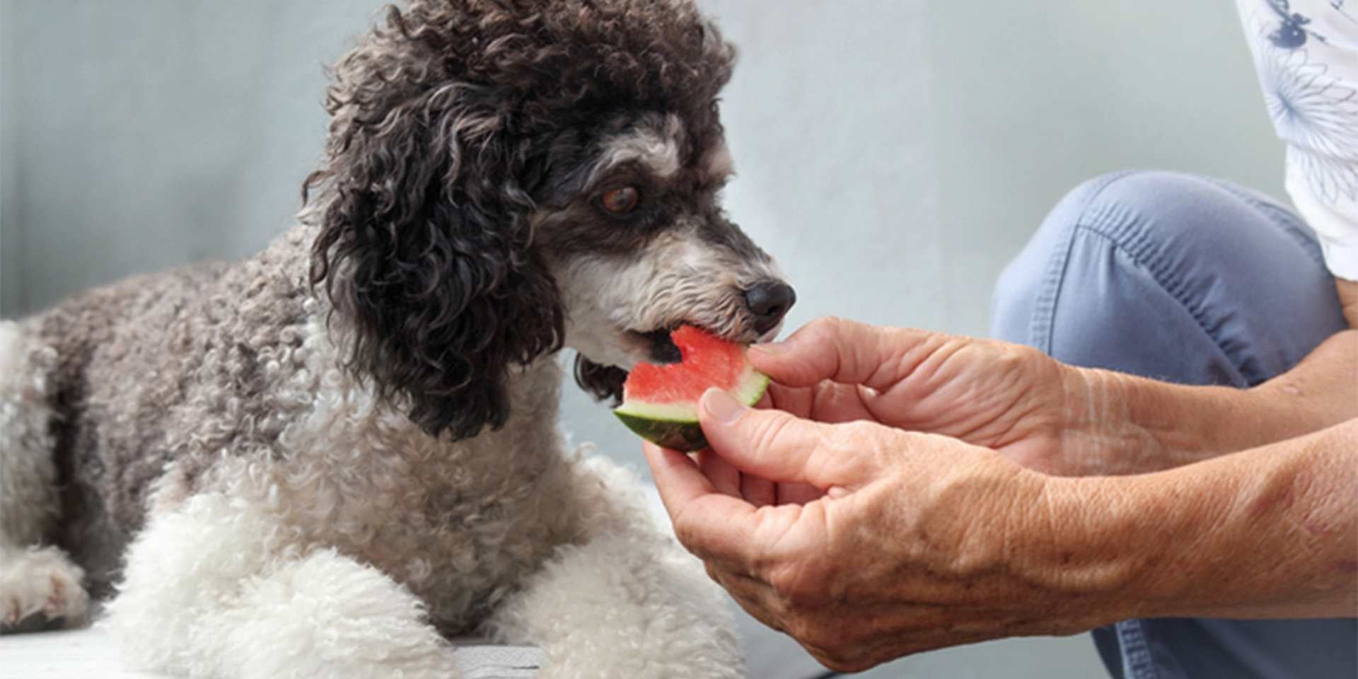 Los perros pueden comer melón - Beneficios Los perros pueden comer melón y, con moderación, es seguro y puede beneficiarlos. Poodle comiendo sandía.