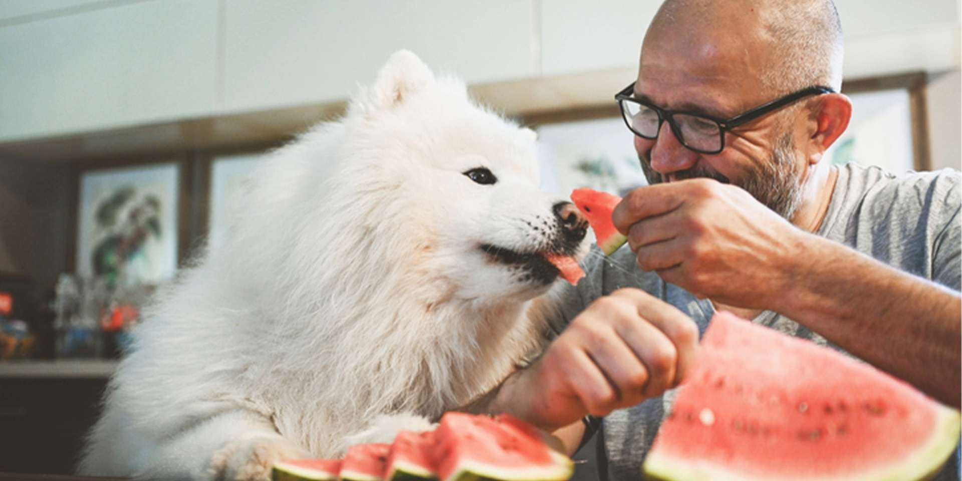 Los perros pueden comer melón - Precauciones Los perros pueden comer melón, pero con ciertas precauciones. Tutor dando fruta a su mascota.