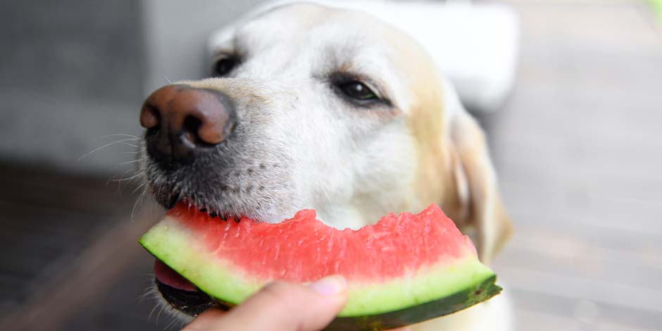 Conoce si los perros pueden comer melón y dale la alimentación adecuada. Retriever comiendo fruta.