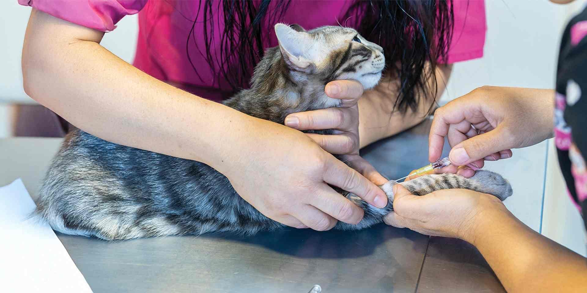 Moquillo en gatos - Signos Si detectas varios signos del moquillo en gatos debes consultar con el veterinario cuanto antes. Michi con su veterinaria.
