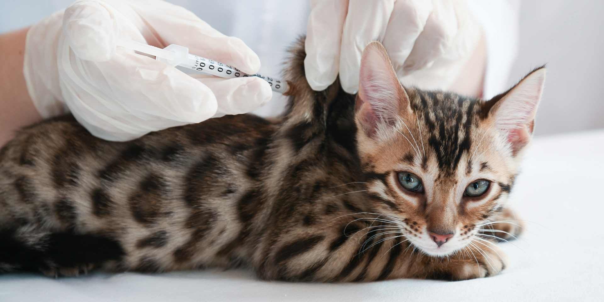 Moquillo en gatos – Vacuna Las vacunas previenen el moquillo en gatos. Michi bengalí siendo inmunizado.