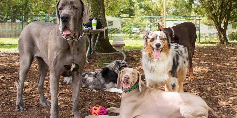 Si uno sólo de estos canes de la imagen tiene moquillo en perros, los demás pueden contagiarse. Canes agrupados.