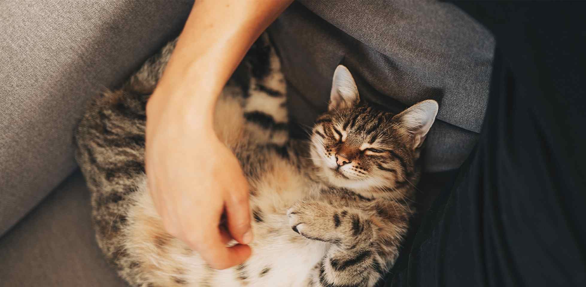 Por qué ronronean los gatos - Relajación y bienestar Por qué ronronean los gatos. Michi ronroneando mientras su tutor lo acaricia.