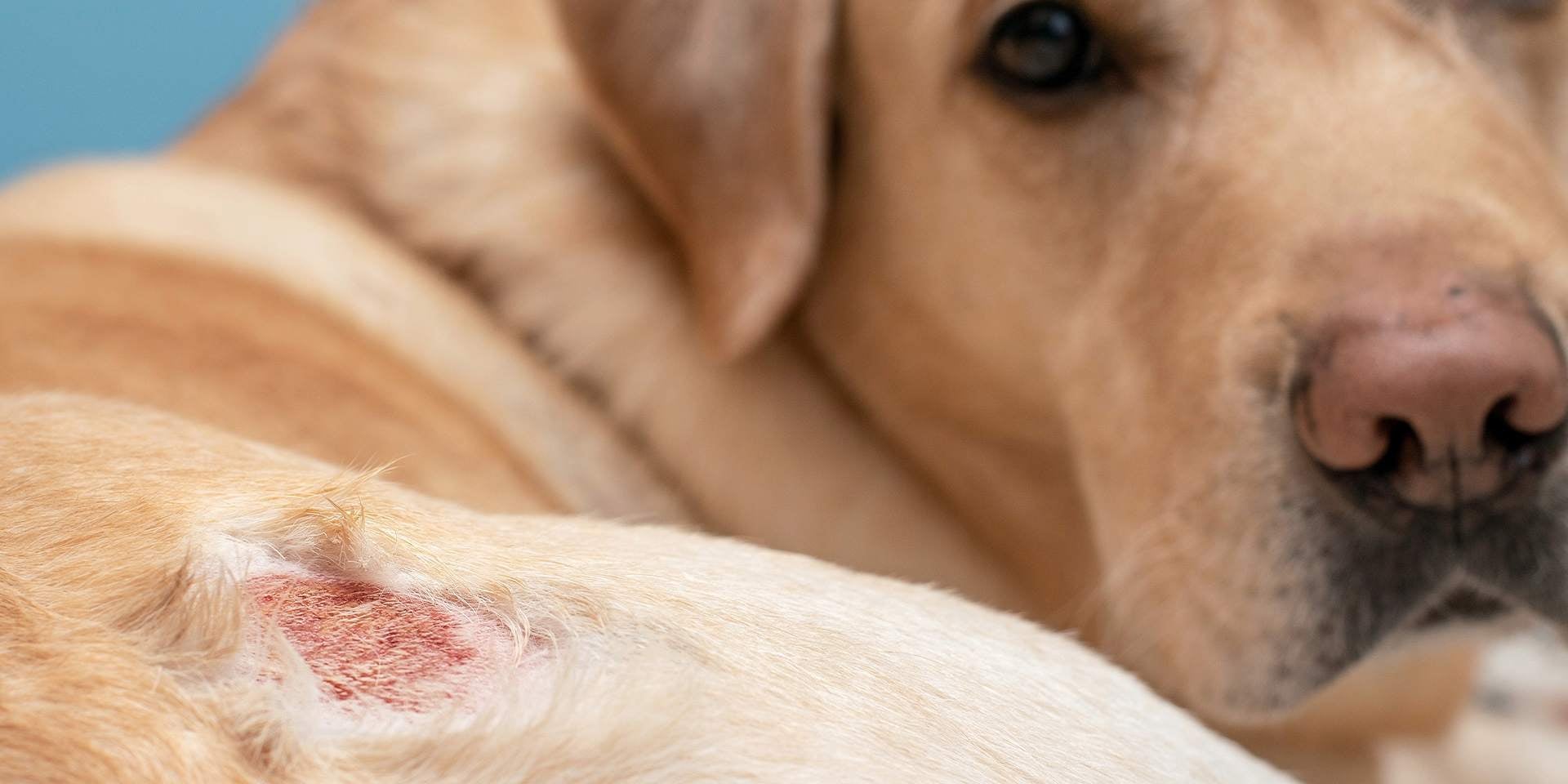 Sarna de perros ¿Qué es? Retriever con una lesión en su piel.