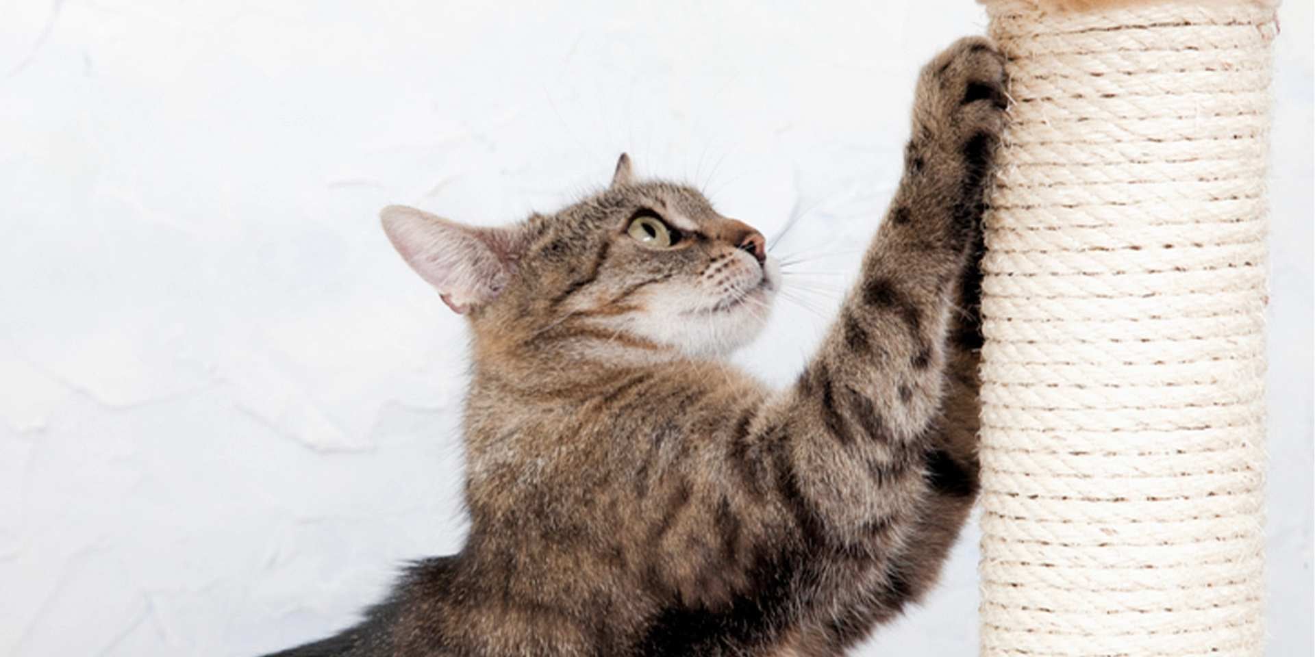 El rascador es fundamental para mantener la salud de las uñas de tu gato. Michi usando un rascador.