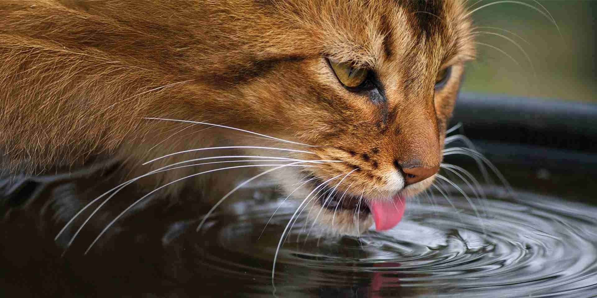 La adecuada hidratación es clave para los bigotes de un gato. Michi bebiendo agua.