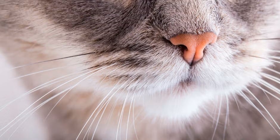 Vista en primer plano de los bigotes de un gato.