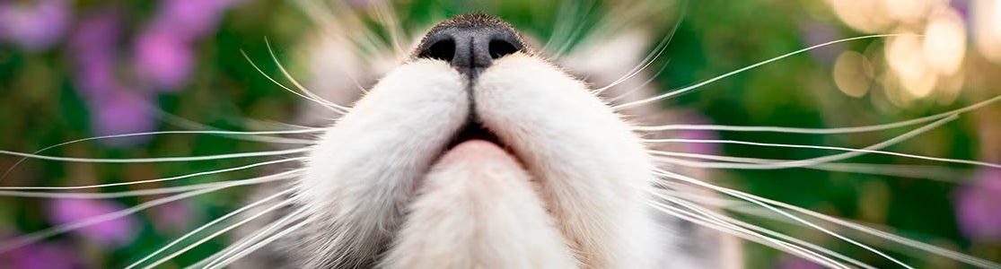 Vista en primer plano de los bigotes de un gato en el exterior.