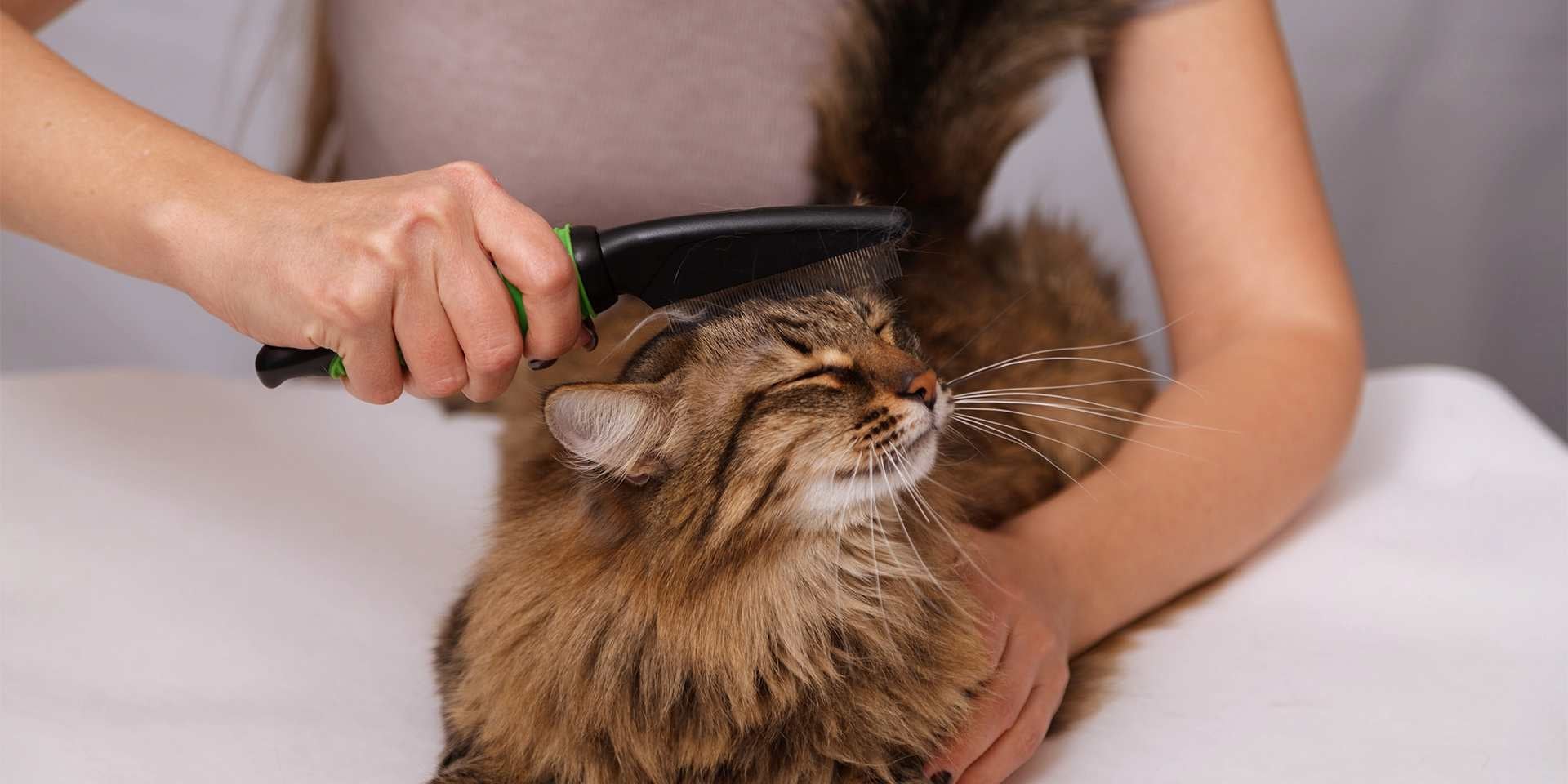 El cepillado es clave para prevenir los casos de bolas de pelo en gatos.