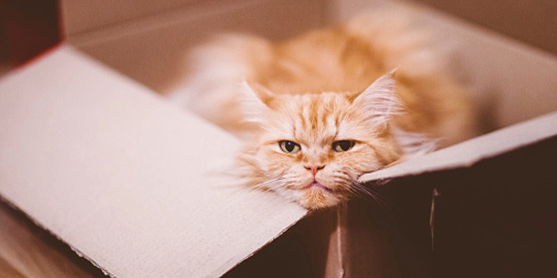 Las bolas de pelo son más propensas a presentarse en gatos persas, como el de la imagen.