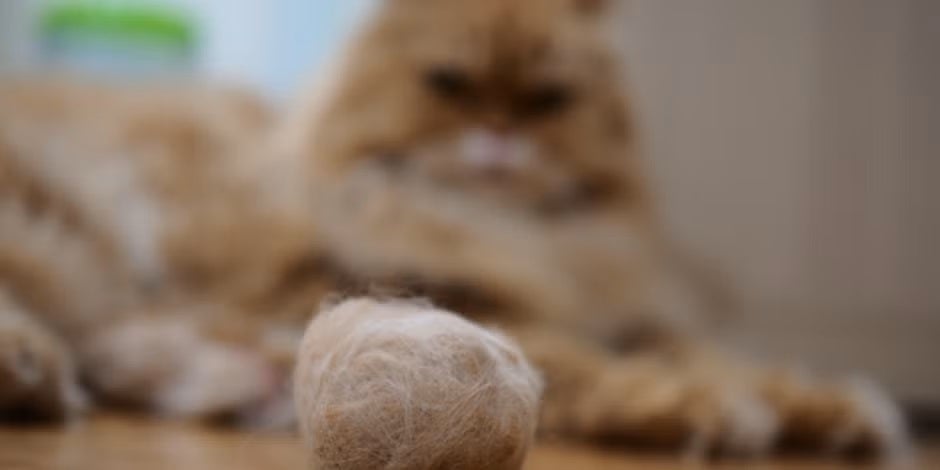 Las bolas de pelo son comunes en gatos de pelaje largo, como este persa.