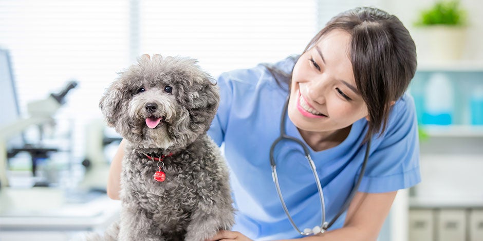 Veterinaria junto a mascota feliz. El cáncer en perros tiene tratamiento. 