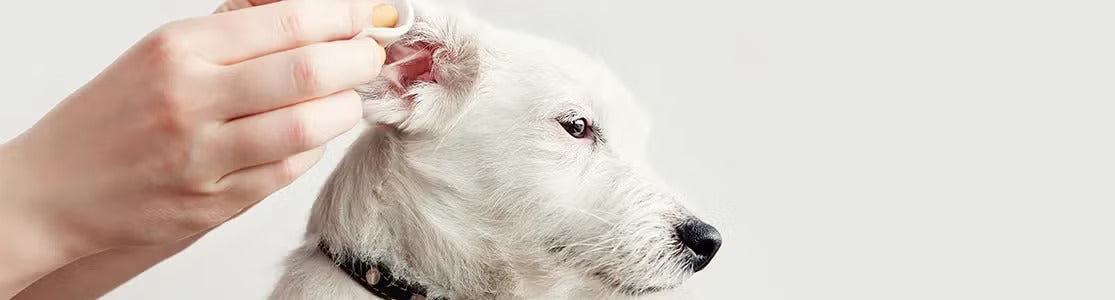 No te preguntes “¿cómo limpiar las orejas de mi perro?”, aprende acá y hazlo, como con este can blanco.