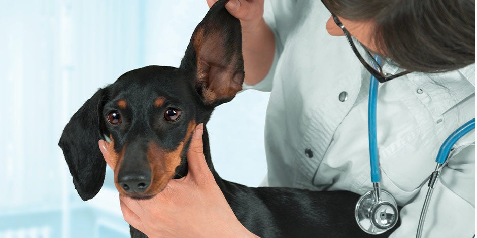 Hay muchos datos curiosos de los perros relacionados con sus orejas. Veterinaria revisando oído canino. 