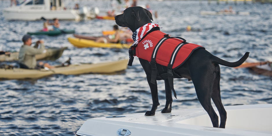 Datos curiosos de los perros: los terranova son los mejores. Labrador negro con su chaleco de rescatista. 