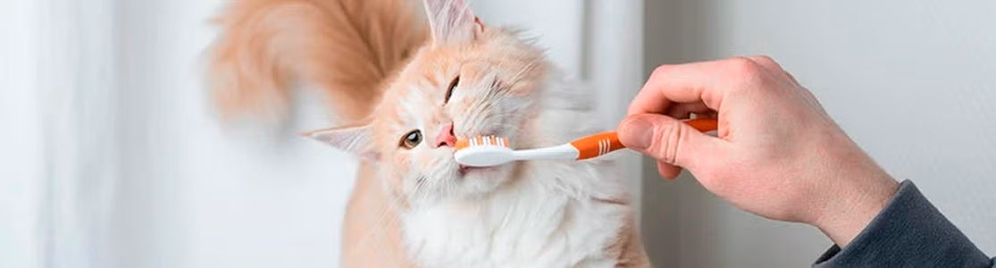 Los dientes de gato usualmente no presentan problemas, siempre y cuando los cuides adecuadamente. Cepillado.