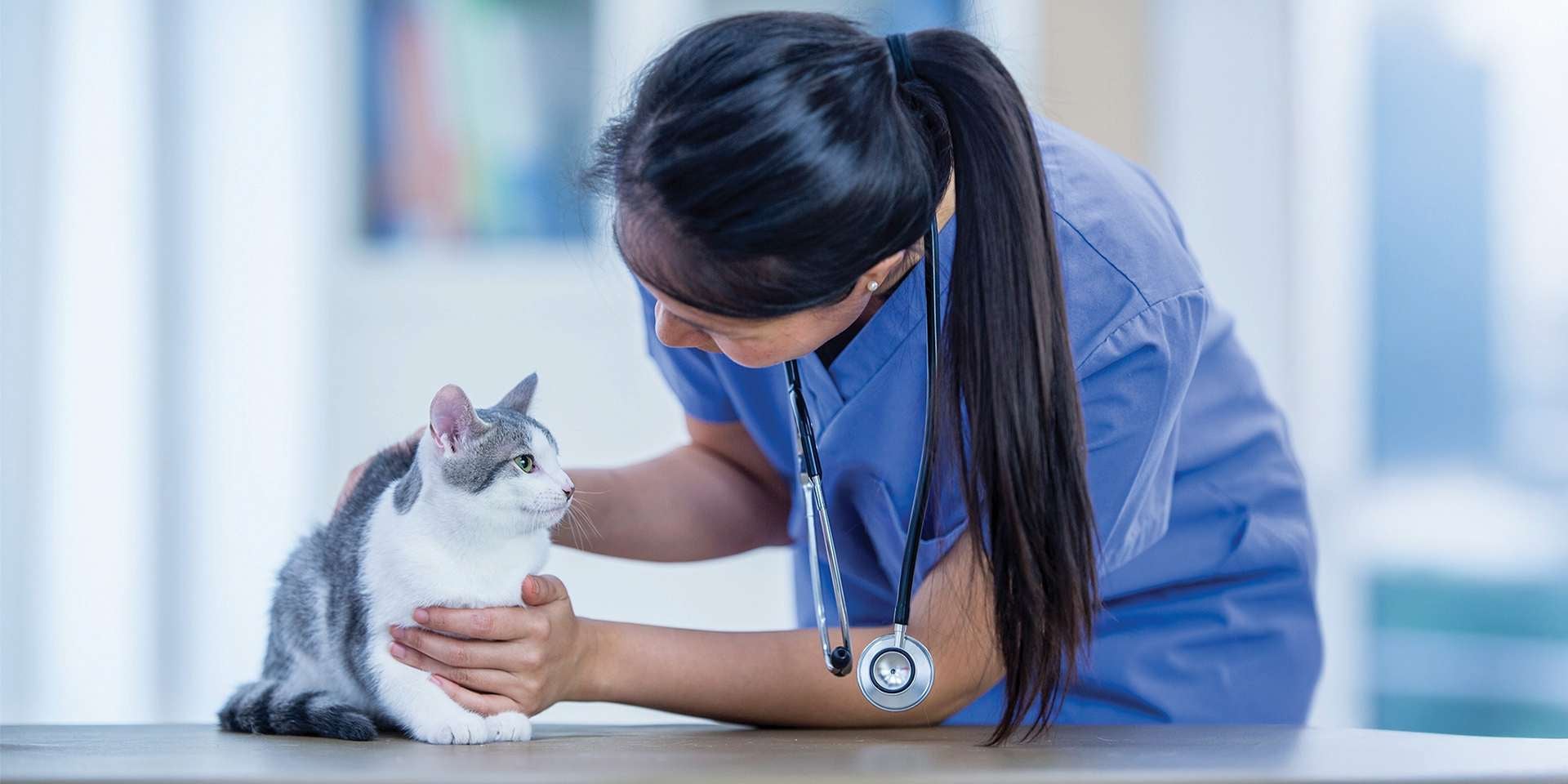 Gato enfermo - Veterinaria Si tu michi vomita comida es una señal clara de un gato enfermo, llévalo al veterinario.