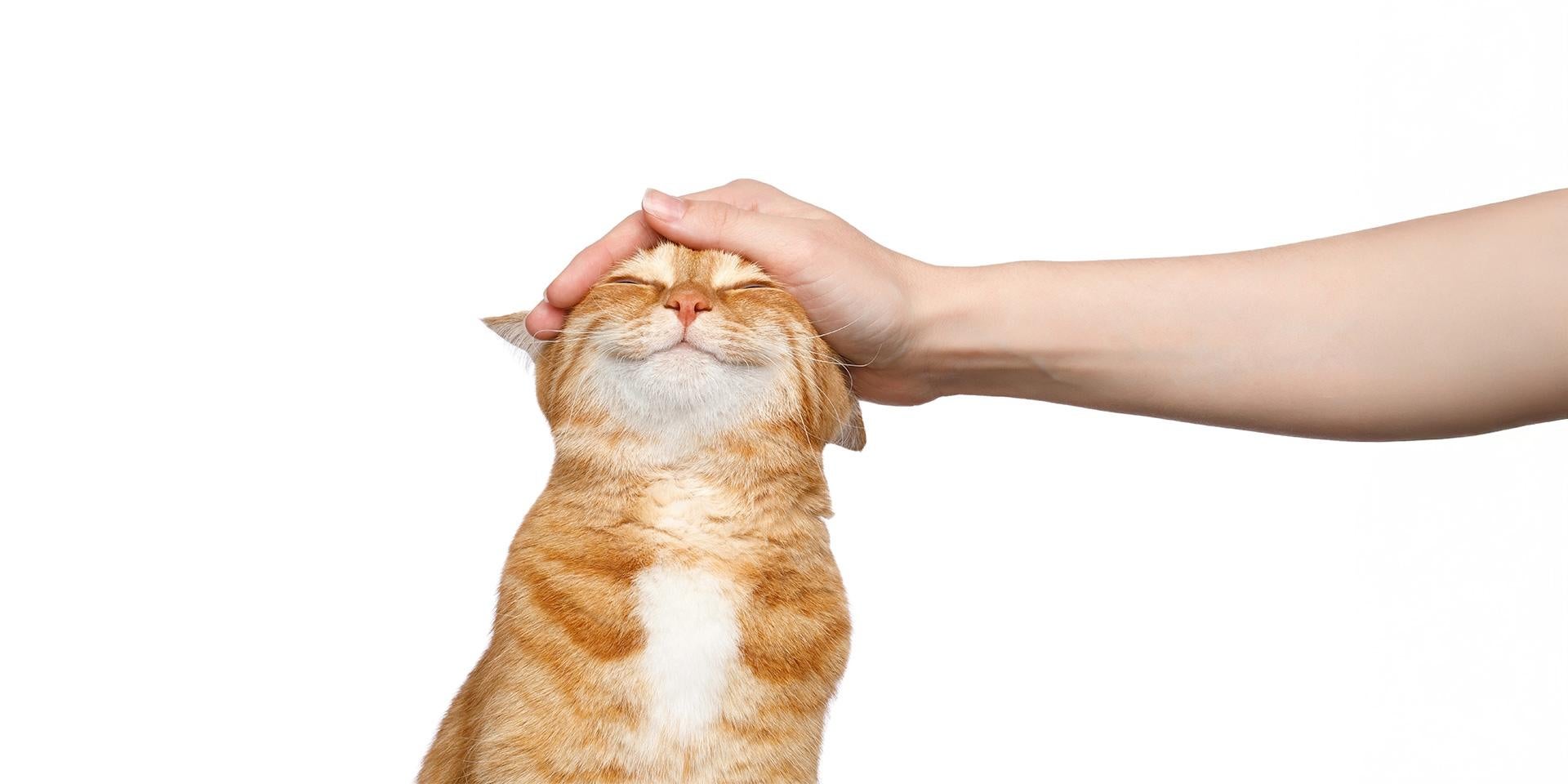Lenguaje de los gatos - Feliz El lenguaje de los gatos ayuda a entender si tu michi está feliz, como el de la imagen.