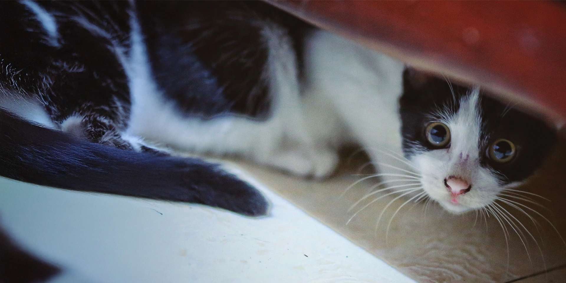Lenguaje de los gatos - Miedo El lenguaje de los gatos con miedo es muy distintivo. Gatito asustado.