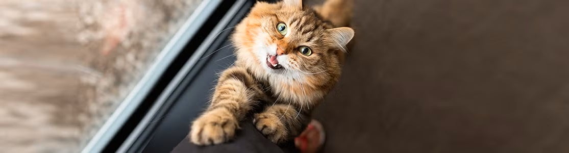 El lenguaje de los gatos está basado en posturas y movimientos, ¡Su lengua nativa es el lenguaje corporal!
