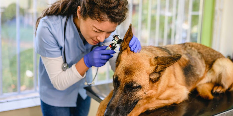 Veterinaria examinando las orejas de un pastor alemán. ¿Cómo saber si mi perro tiene fiebre? 
