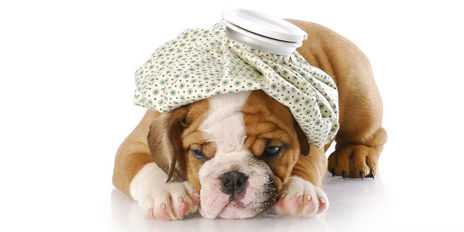 Bulldog francés indispuesto. ¿Cómo saber si mi perro tiene fiebre? 