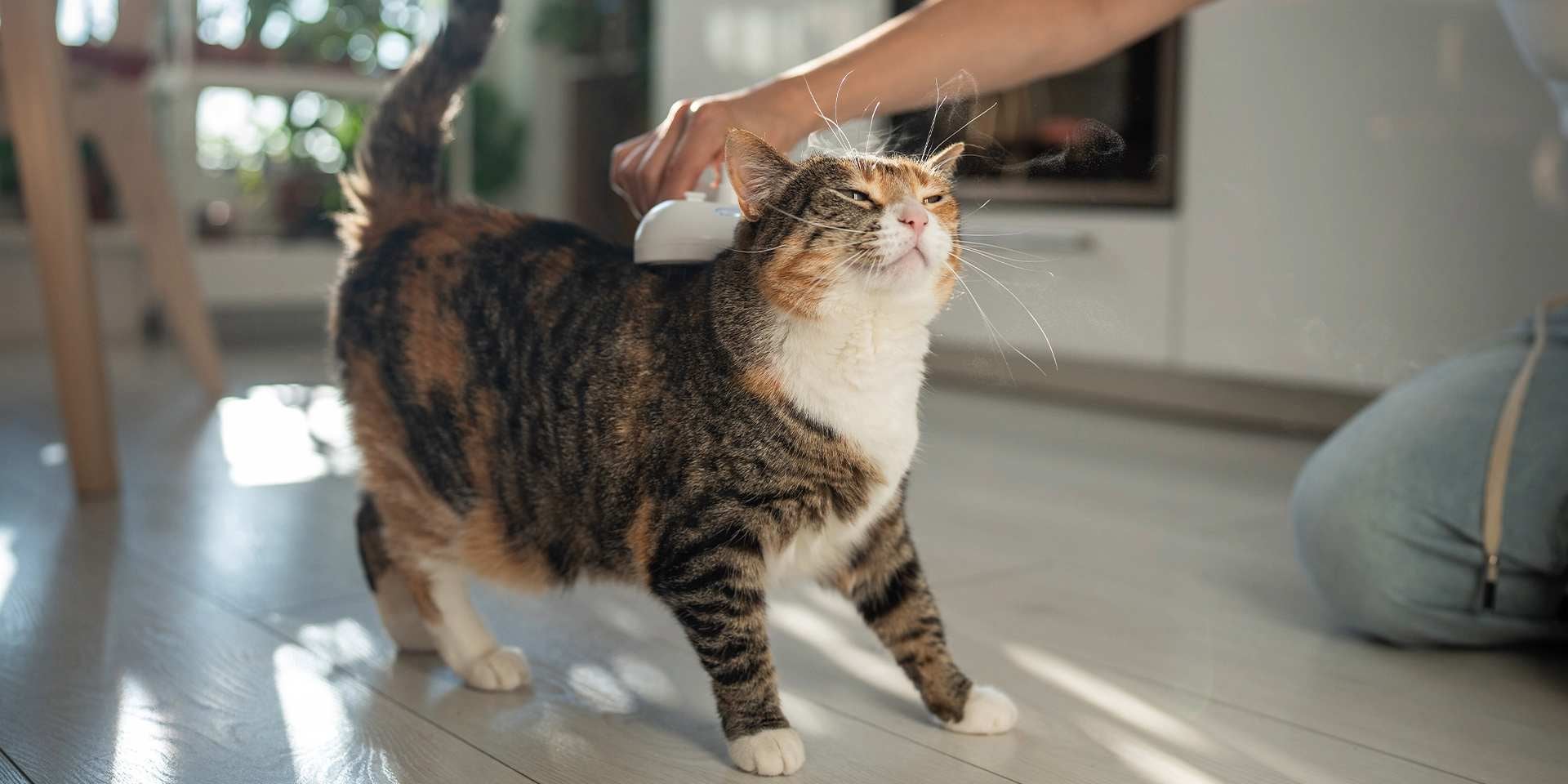 Cuidar el pelo de gato es crucial, pues es una parte vital de su piel. Tutor consintiendo a su michi.