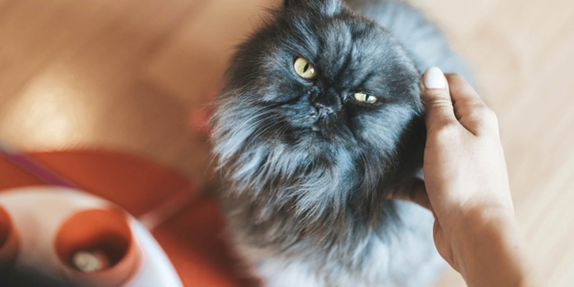 Pelo de gato – Pelo largo El pelo de gato debe ser cepillado, en especial en las razas que lo tienen largo, como este persa gris.