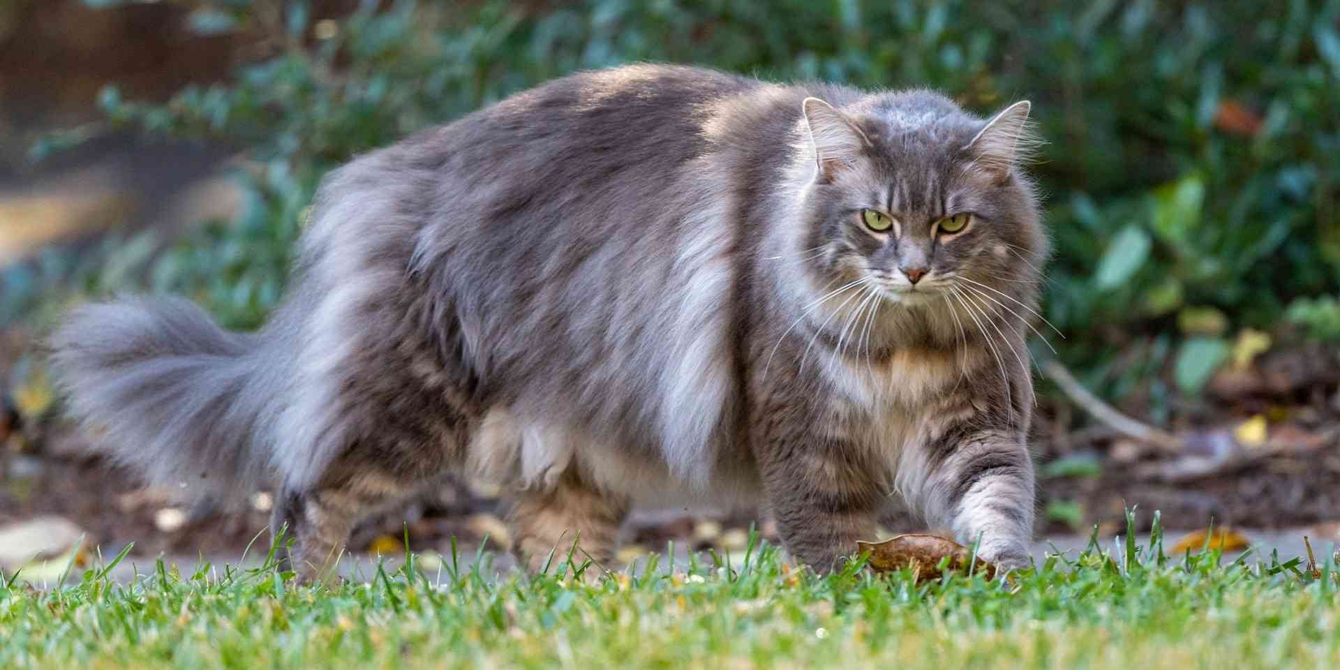 Pelo de gato – Pelo semilargo El pelo de gato semilargo necesita especial cuidado en las melenas y otras proyecciones de pelaje. Michi caminando.