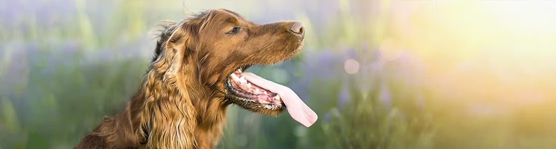 Por qué jadean los perros. Setter irlandés jadeando.