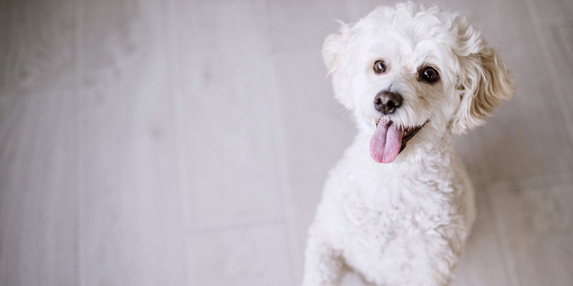 Aunque no lo creas, los poodle son una de las razas de perros más inteligentes. ¿Te lo esperabas?