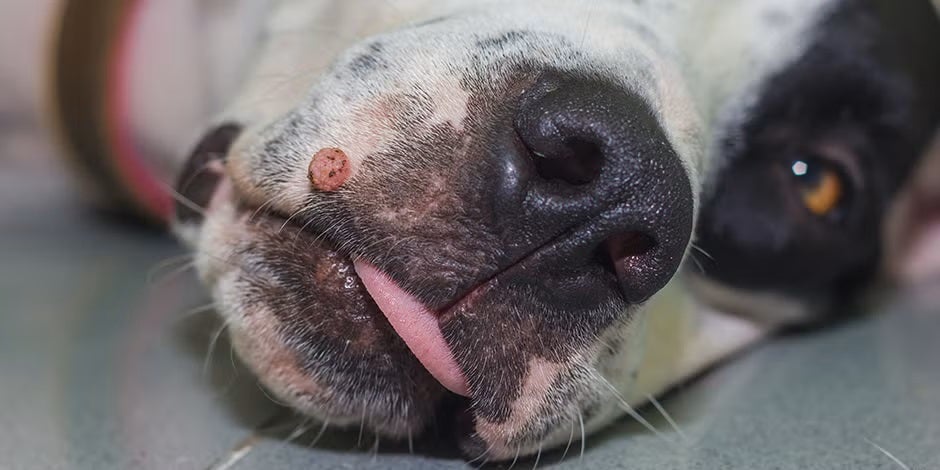 Caso de verrugas en perros en este bulldog blanco.