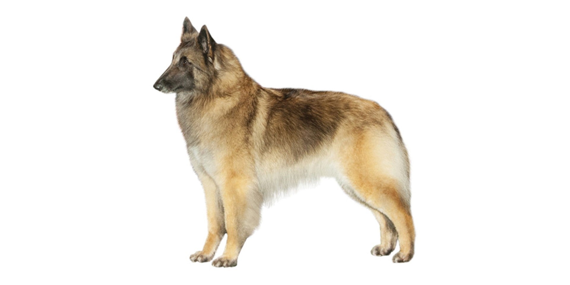 ¿Cómo evaluar la condición corporal en los perros?