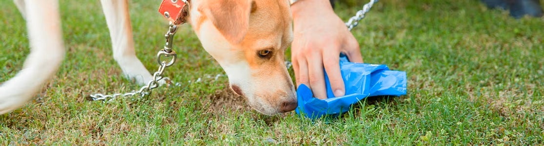 ¿Qué es la coprofagia en perros y cómo tratarla? Averígualo con DOG CHOW®.