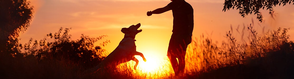 ¿Los perros van al cielo? Averígualo con PURINA®. Perro con su tutor con un ocaso de fondo.