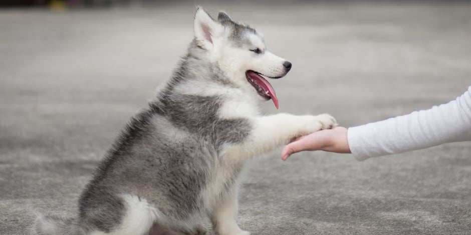 Los nombres para perritas se deben poner cuando son cachorros, como esta husky siberiana.