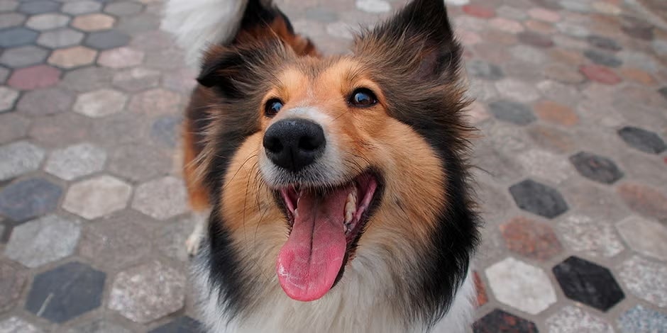 Nombres para perritas como esta sheltie sonriente.