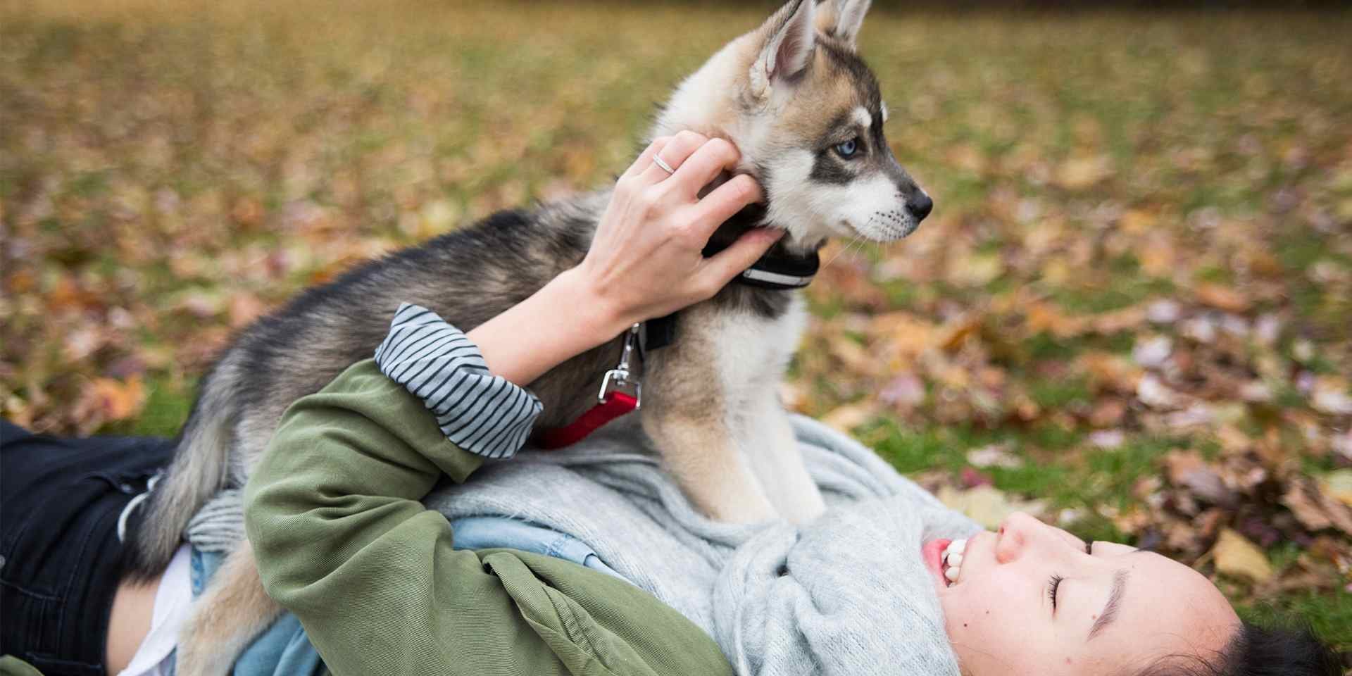 Los nombres para perros se deben poner cuando son cachorros, como este husky.