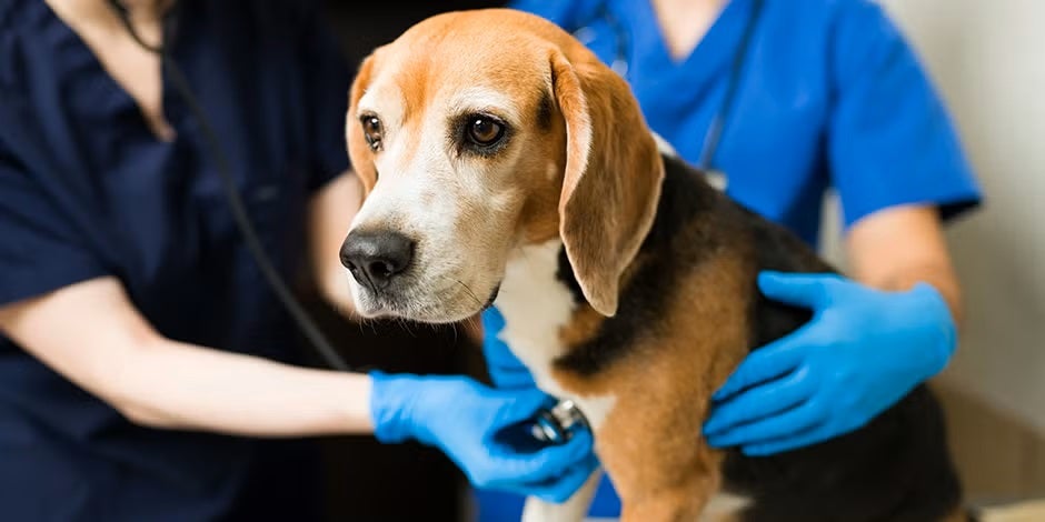 Parvovirus en perros. Beagle en revisión veterinaria.