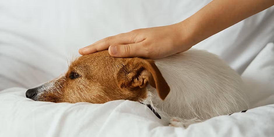 El parvovirus en perros generará un serio malestar, como a este Jack Russell. Prevenir el virus es clave.