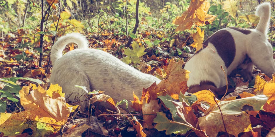¿Por qué los perros mueven la cola? Depende de la raza y la clase de cola, como estas de tipo zanahoria.
