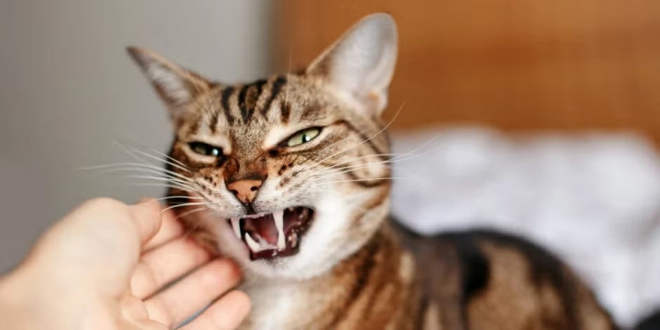 Gato agresivo gruñendo.