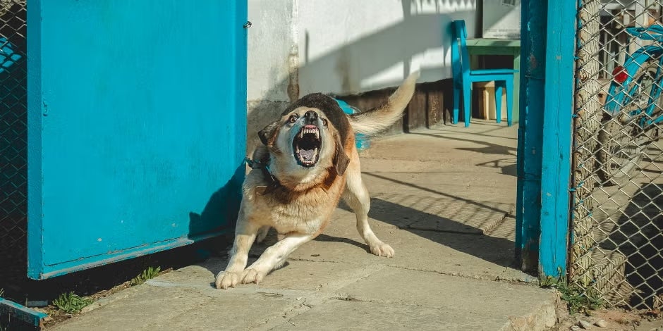 Perros agresivos. Perro ladrando efusivo en un portón.
