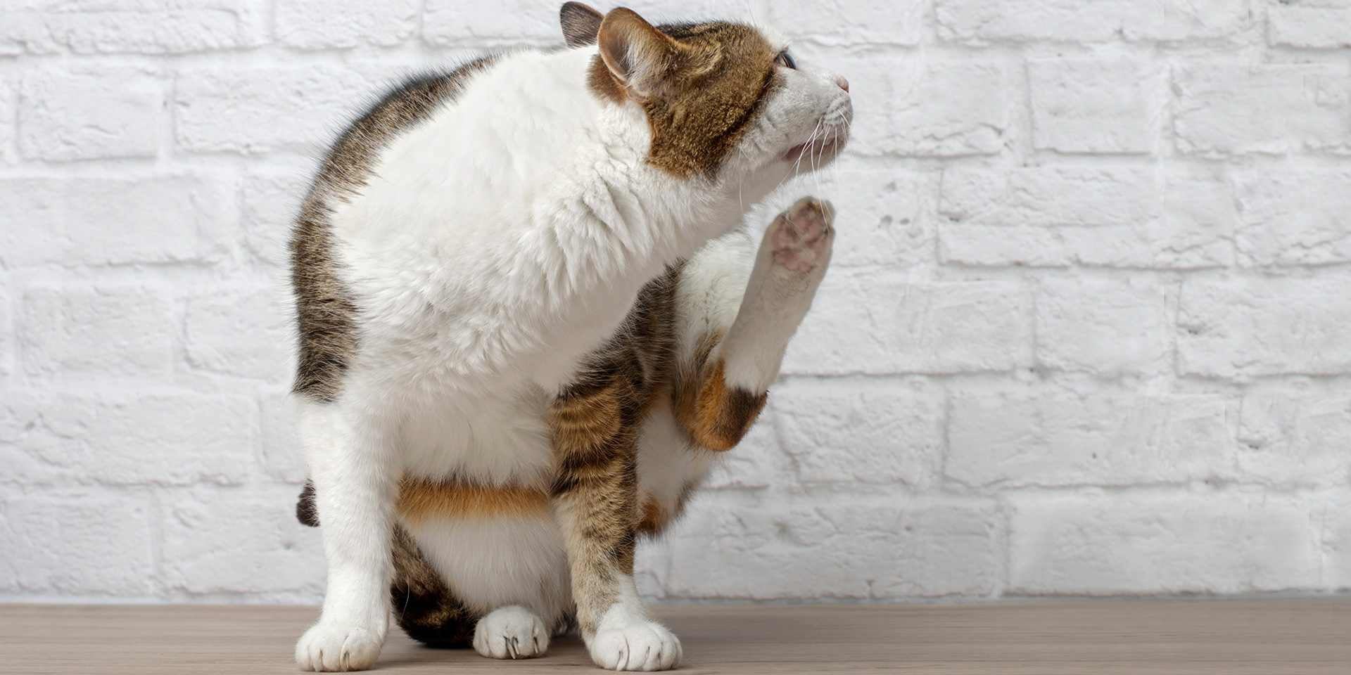 La sarna en gatos puede provocar comezón intensa, como este gatito con comezón.